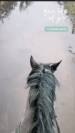 Cavalla Pony da Sella Belgio In vendita 2019 Grigio