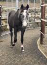 Merrie Belgische pony Te koop 2019 Schimmel