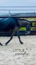 Cavalla Pony da Sella Belgio In vendita 2019 Grigio