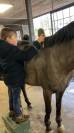Merrie Belgische pony Te koop 2019 Schimmel