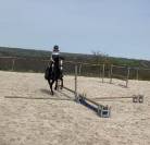 Mare Belgian Riding Pony For sale 2019 Grey