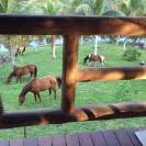 Equestrian farm  