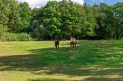 Equestrian property  Vendée