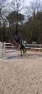 Cavalla KWPN Cavallo da Sport Neerlandese In vendita 2015 Baio scuro ,  HOUSTON