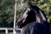 Cavalla KWPN Cavallo da Sport Neerlandese In vendita 2015 Baio scuro ,  HOUSTON