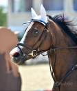 Pony francese 2012
