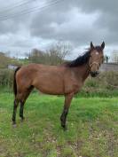 Broodmare Thoroughbred For sale 2015 Bay