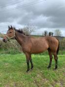 Broodmare Thoroughbred For sale 2015 Bay