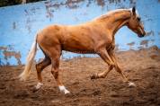 PRE Youngster 3 Years Palomino Best Bloodlines / Full 