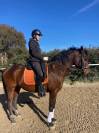 Ruin KWPN Nederlands sportpaard Te koop 2015 Donker bruin / bai ,  SANDREO