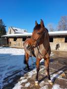 Ecurie de Propri&eacute;taires proche de Paris