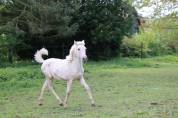 Filly PRE Pure Spanish Bred For sale 2023 Palomino