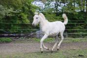 Filly PRE Pure Spanish Bred For sale 2023 Palomino