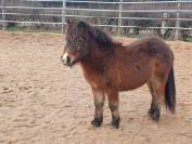 Entire Shetland Pony For sale 2022 Bay