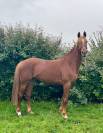Mare Anglo-Norman For sale 2017 Chesnut