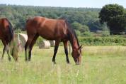 Pension chevaux dans l'Orne - La ferme cavalière (61)