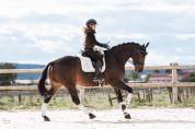Castrone KWPN Cavallo da Sport Neerlandese In vendita 2016 Baio scuro
