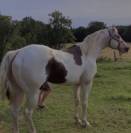 Poulain paint horse
