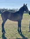 Filly Camargue For sale 2023 Grey