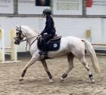 Jument Dutch Riding Pony A vendre 2013 Palomino par Krachtpatser