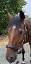 Ruin Belgisch sportpaard Te koop 2019 Donker bruin / bai ,  DALLAS VAN OVERID