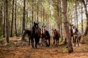 Escursione equestre Gironde