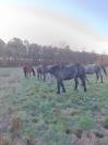 Escursione equestre Gironde