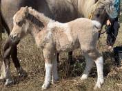 Poney shetland PP palomino