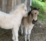 Poney shetland PP palomino