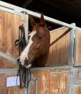 Ruin KWPN Nederlands sportpaard Te koop 2016 Vos ,  ESTORIL