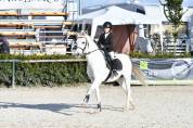 Gelding Other Pony Breed For sale 2011 Grey
