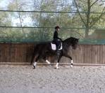 Merrie KWPN Nederlands sportpaard Te koop 2020 Zwart ,  HERMES