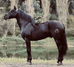 Cavallo spagnolo 