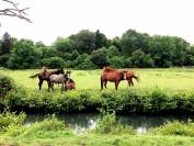 Centre équestre en activité Pays de Gex 80 ha