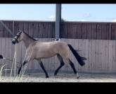 Mare French Saddle Pony For sale 2020 Buckskin