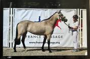 Cavalla PFS Pony Francese da Sella In vendita 2020 Isabella ,  Dumbledor
