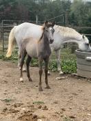 Puledra PFS Pony Francese da Sella In vendita 2023 Grigio