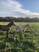Puledra PFS Pony Francese da Sella In vendita 2023 Grigio