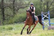   Chapitre, cheval ONc, 12 ans, 1m65, 