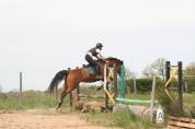   Chapitre, cheval ONc, 12 ans, 1m65, 