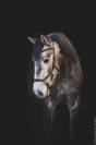 Veulen (ml) Lusitano Te koop 2022 Schimmel ,  QUIEFE HP