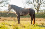 Veulen (ml) Lusitano Te koop 2022 Schimmel ,  QUIEFE HP
