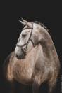 Potro Lusitano En venta 2022 Tordo por QUIEFE HP