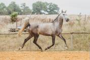 Potro Lusitano En venta 2022 Tordo por QUIEFE HP