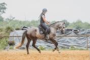 Potro Lusitano En venta 2022 Tordo por QUIEFE HP
