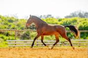 CHEVAL LUSITANIEN 