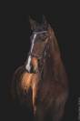 CHEVAL LUSITANIEN 