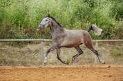 Filly Lusitano For sale 2020 Roan
