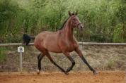 Filly Lusitano For sale 2021 Bay