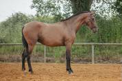 Filly Lusitano For sale 2021 Bay